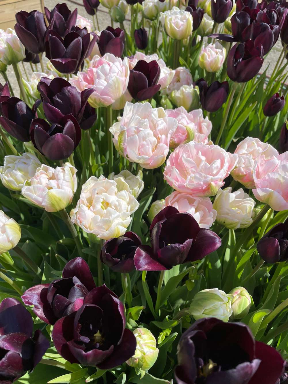 Tulppaanisekoitus 'Isabella'